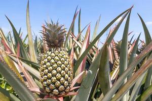 close up Pineapple plant photo