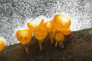 Fungi Cup of Champagne mushroom in rainforest photo