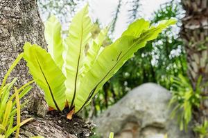 helecho de nido de pájaro de hoja verde foto