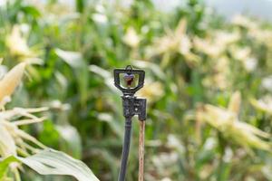 Sprinkler in high tube for field planted with corn photo