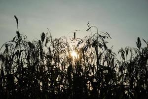 campo de sorgo o mijo con puesta de sol foto