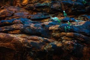 Flowers growing on rocks photo