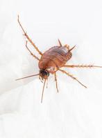 Close up cockroach on white photo