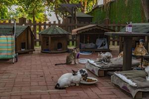 casa de madera para gatos en el jardín foto