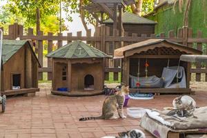 wooden cat house in the garden photo