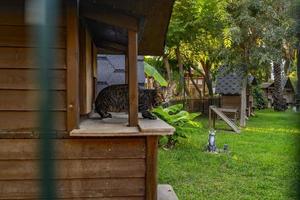 wooden cat house in the garden photo