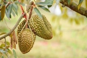 Durian fruit hanging on the durian tree in the garden orchard tropical summer fruit waiting for the harvest nature farm on the mountain - fresh durian in Thailand photo