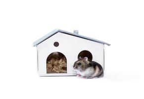 hamster lives in his house photo