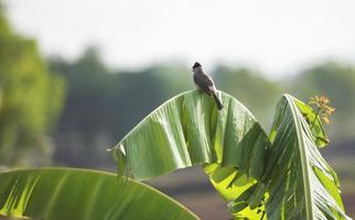 bird on banana tree Red-whiskered Bulbul photo