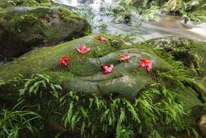 beautiful forest waterfall The jungle green tree and plant detail nature in the rain forest with moss fern and maple leaf on the rock and trees water streams waterfalls flowing from the mountains photo