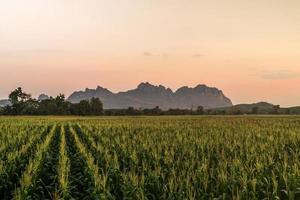 The view of the corn fields against the mountain backdrop is beautiful at sunset. photo