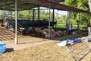 sheep house inside the farm with many islands lying in the sun photo