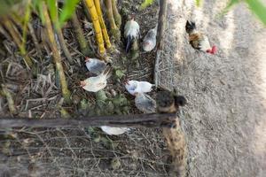 un grupo de gallinas yace en la base de un árbol. foto