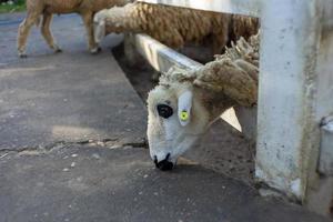 One of the sheep in the farm has black eyes. photo