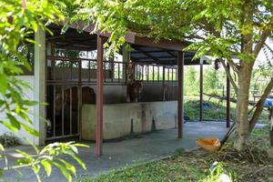 A stable where two horses live inside the farm. photo