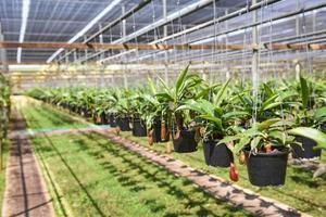 Nepenthes en maceta colgando en el fondo de la casa verde - vivero nepenthes creciendo para decorar en el jardín foto