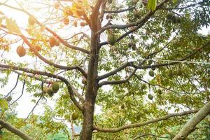 árbol durian con fruta durian colgando de la rama de un árbol en el huerto del jardín fruta tropical de verano esperando la cosecha naturaleza granja en la montaña durian en tailandia foto