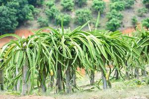 Dragon fruit tree in the garden orchard tropical summer fruit nature farm on the mountain agriculture - dragon fruit in Thailand photo