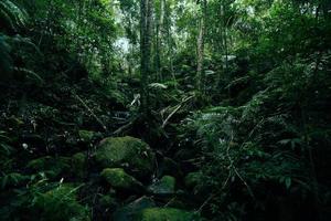 helecho verde árbol naturaleza en el bosque lluvioso paisaje bosque tropical oscuro exuberante y agua corriente río foto