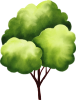 arbre vert peint à l'aquarelle png