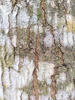 corteza de árbol y musgo verde foto