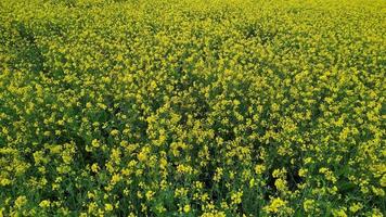 Beautiful yellow mustard field photo