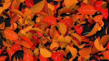 folhas de outono explodem e revelam texto feliz do dia de ação de graças, fundo de oferta de venda de outono, seleção de luma matte, renderização em 3d video