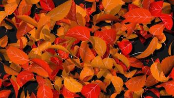 Autumn Leaves Blast and Reveal Happy Thanksgiving Day Text, Autumn Sale Offer Background, Luma Matte Selection, 3D Rendering video