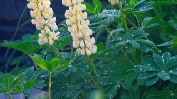 Closeup of fresh vivid green lupine leaves and yellow flowers under rain video