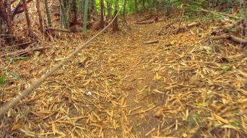 Hiking path in tropical jungle of Similan Islands view point. First person view, HDR footage video