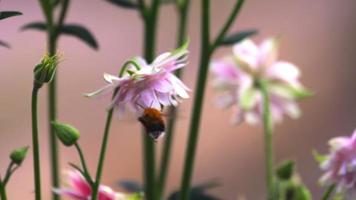 Bumblebee at Pink decorative aquilegia flowers, slow motion video