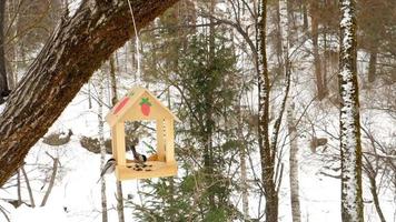 Birds eating seeds from the feeder, winter day video