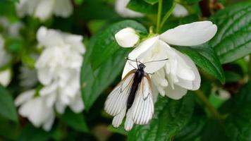 aporia crataegi, mariposa blanca veteada de negro en estado salvaje, sobre flor de jazmín. video