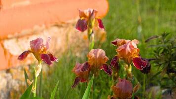 Red Iris flower with water drops under rain, shallow DOF, slow motion video