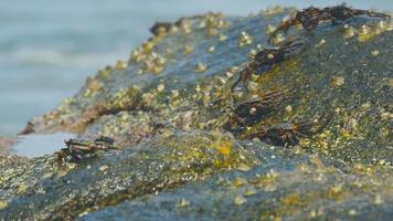 krabben op de rots op het strand, rollende golven, close-up video
