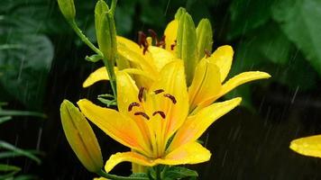 gotas de lluvia en los capullos y pétalos de un lirio amarillo flor, cámara lenta video