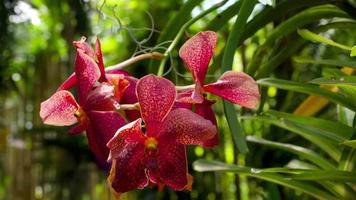 lindo caule de flores de orquídeas coloridas tigre vibrantes video