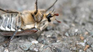 puede bug escarabajo abejorro, melolontha vulgaris yace sobre su espalda y trata de rodar video