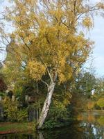 autumn time in westphalia photo