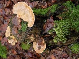 hiking in the german muensterland photo