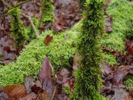 hiking in the german muensterland photo