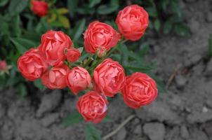 Roses in the garden photo