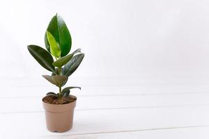 Rubber fig Ficus elastica plant with green leaves by white wall photo