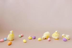 Easter background with easter chicks and eggs. Easter decor photo