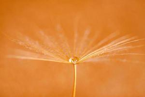 Macro shot of dandelion with droplets photo