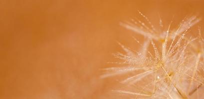 Macro shot of dandelion with droplets photo