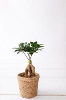 pequeña planta de ginseng bonsai ficus microcarpa sobre un fondo blanco. foto