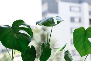 propagación de la planta de queso suizo, philodendron monstera en agua foto