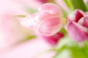 tulipanes de primavera sobre fondo rosa. tarjeta de felicitación para el día de la madre foto