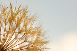 Dandelion with Water Drops Filtered photo